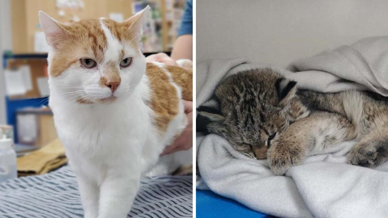 A Wild Baby Bobcat Nearly Died But Was Saved Thanks To A Shelter Cat Named Smuckers
