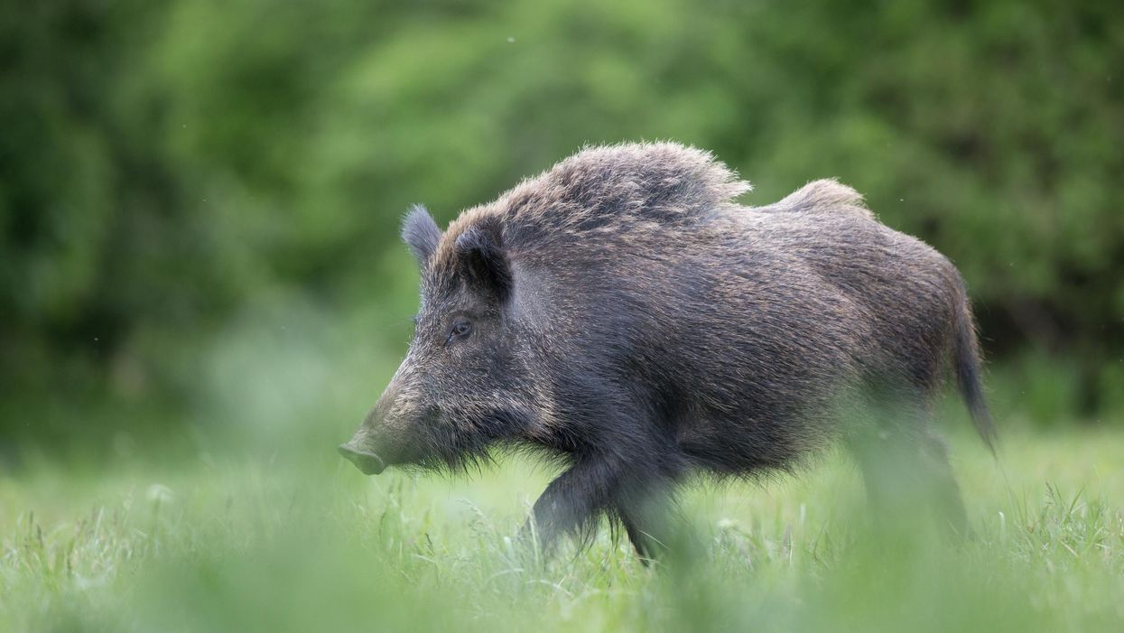 A wild boar.