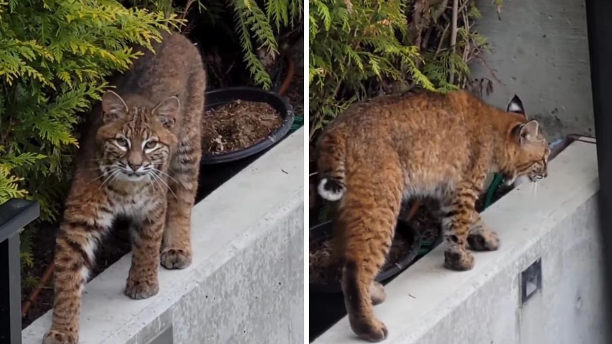 A wild bobcat. Right: A bobcat walking on a ledge.
