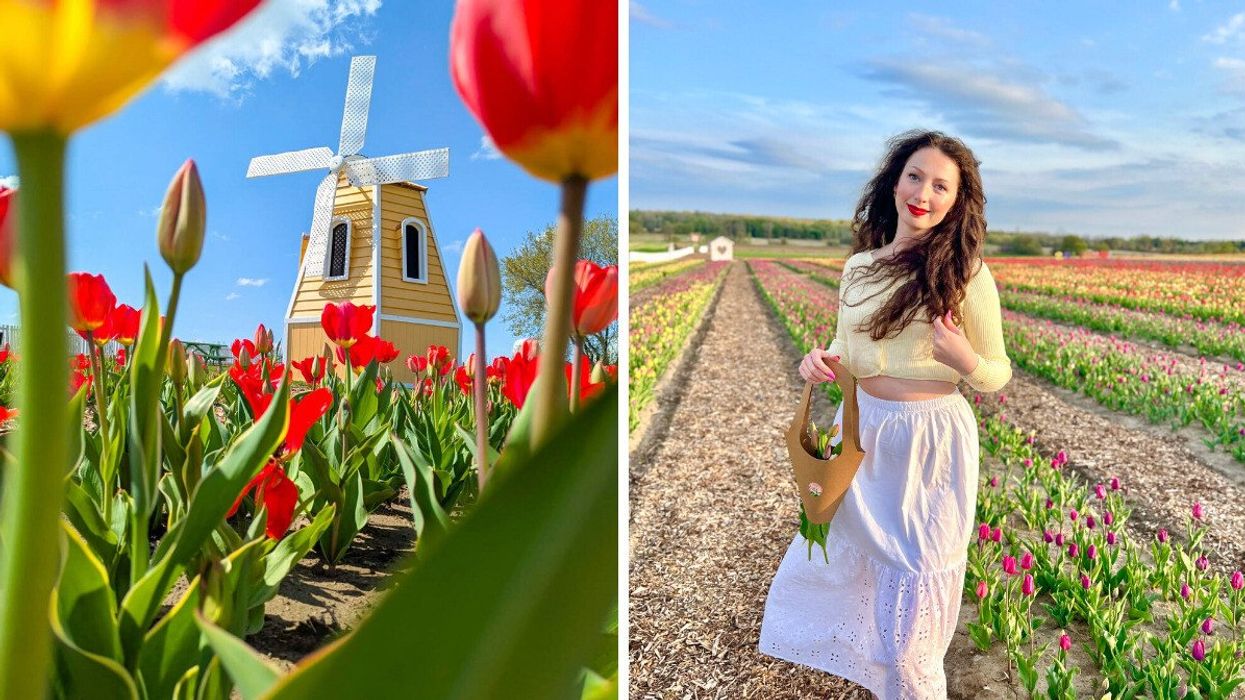 A windmill in a tulip field. Right: Madeline in a tulip field.