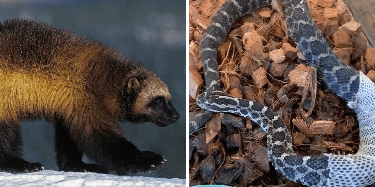 Canadian Creature 7 Terrifying Creatures That Exist In Canada That You Could Actually ...