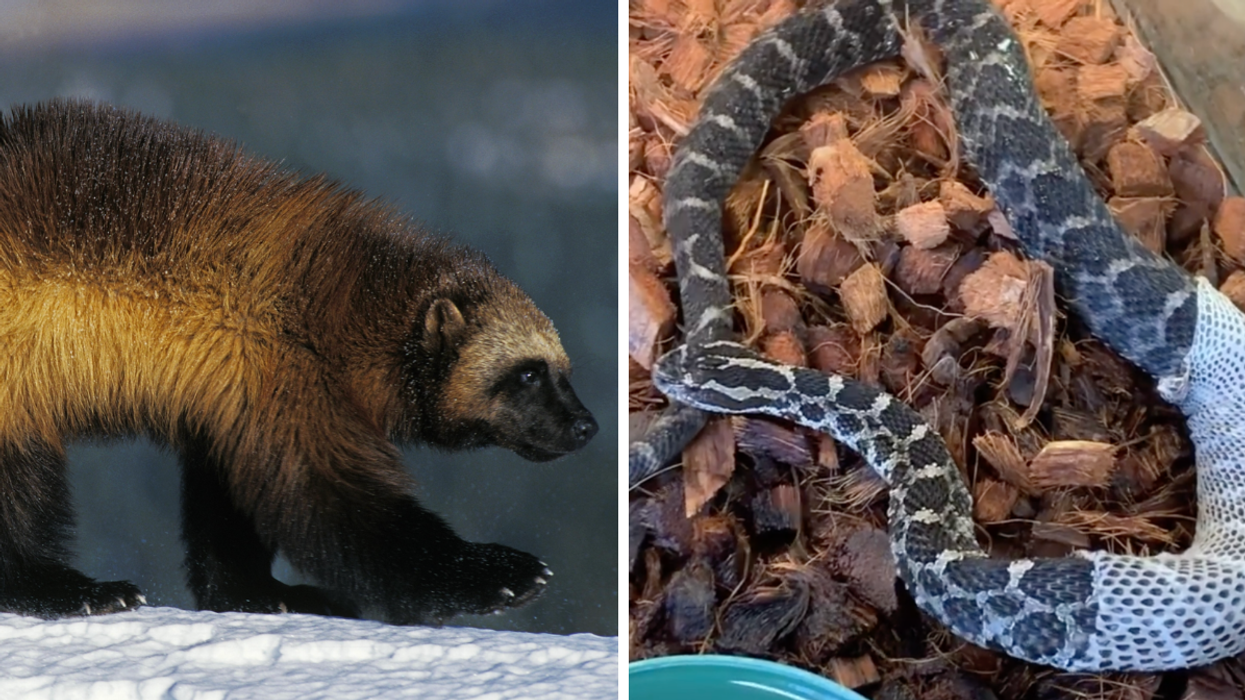 A wolverine. Right: A Massasauga rattlesnake shedding its skin.