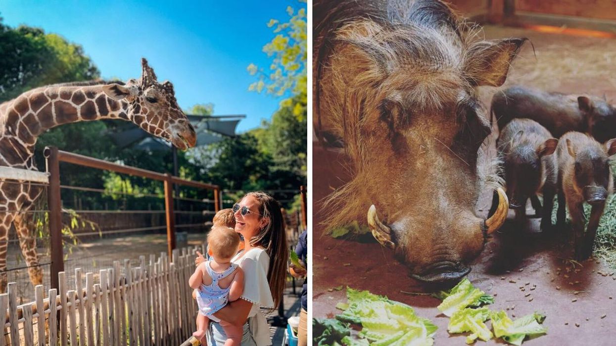 A woman and her kids looking at a giraffe at Zoo Atlanta. Right: Zoo Atlanta Wharthog, Eleanor, and her three piglets.