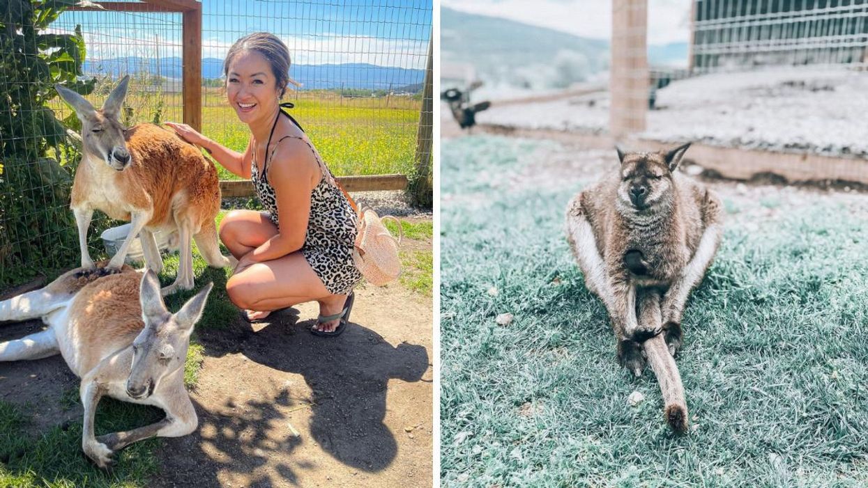 A woman beside kangaroos. Right: A kangaroo.