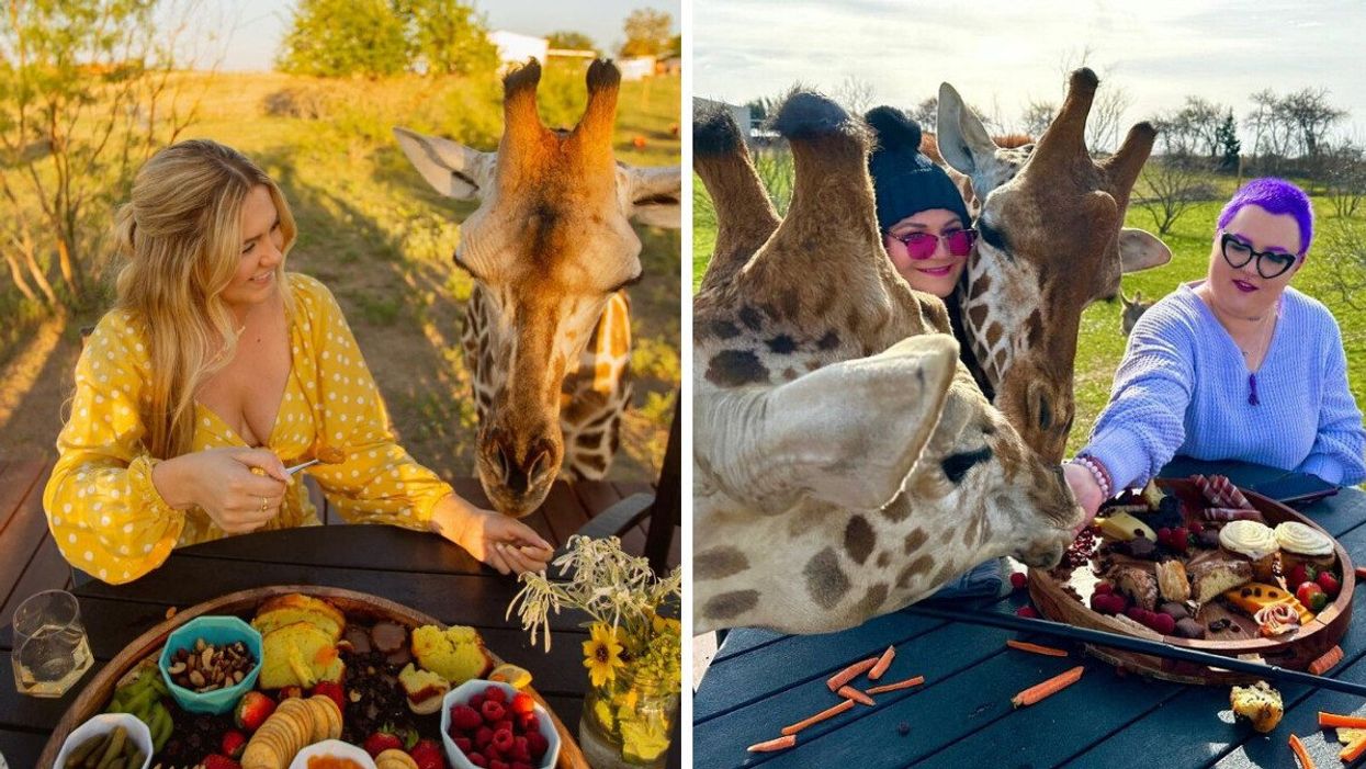 A woman having a charcuterie board next to a giraffe. Right: Two people sharing a charcuterie board with a giraffe at Blue Hills Ranch in McGregor, TX.