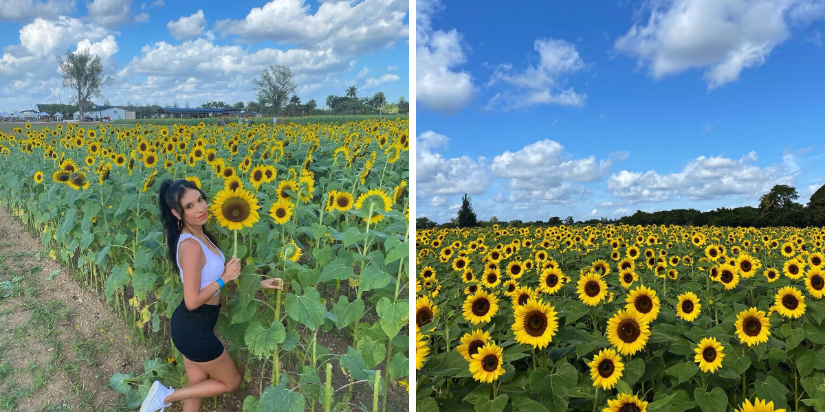 Best Place to Plant Sunflowers in Florida: Top Spots for Vibrant Blooms 3 Best Place to Plant Sunflowers in Florida: Top Spots for Vibrant Blooms