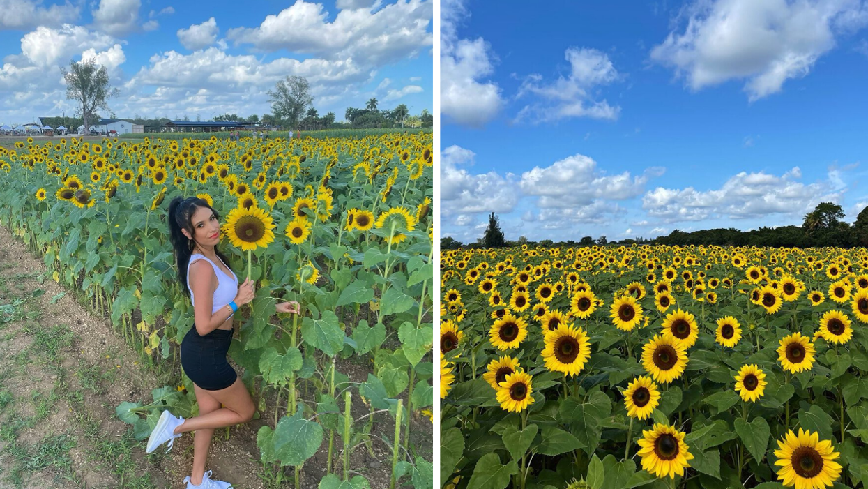 A woman holding a sunflower at The Berry Farm. Right: The sunflower field at The Berry Farm.
