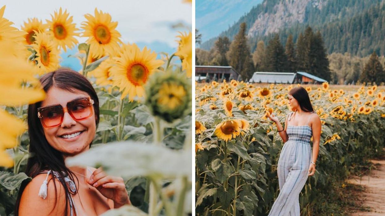 A woman in a field of sunflowers. Right: A woman in a field of sunflowers.