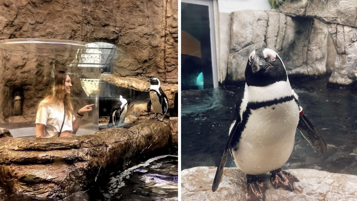 A woman in a white shirt pointing at African penguins at Ripley's Aquarium of The Smokies. Right: An African penguin at Ripley's Aquarium of The Smokies.