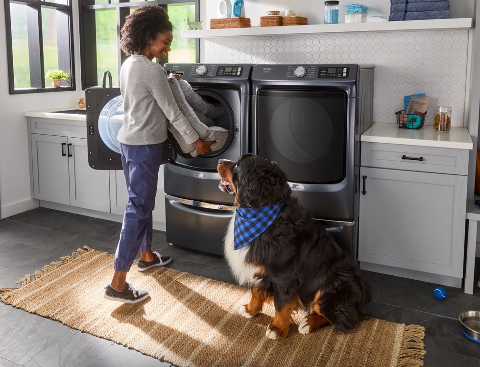 A woman in sweats pulls a clean dog bed from a dryer while her Bernese dog watches her.