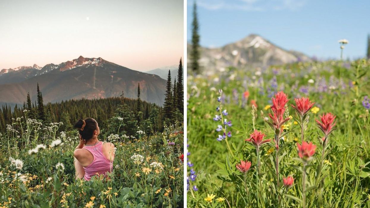 A woman in the wildflowers in the mountains. Right: Wildflowers.
