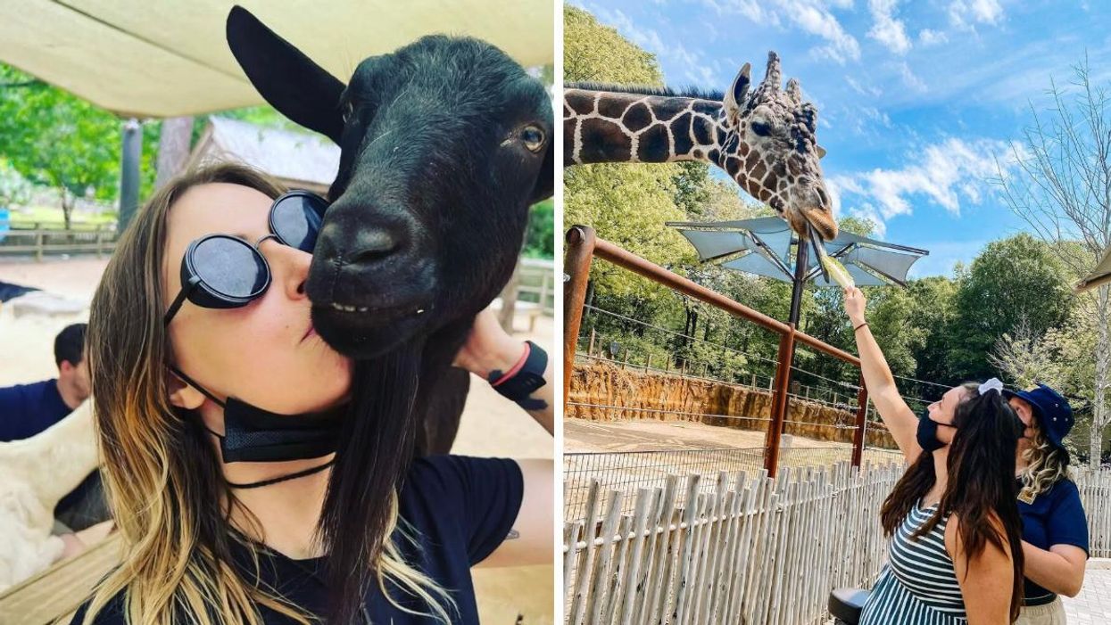 A woman kissing a goat at Zoo Atlanta. Right: A woman feeding a giraffe at Zoo Atlanta.