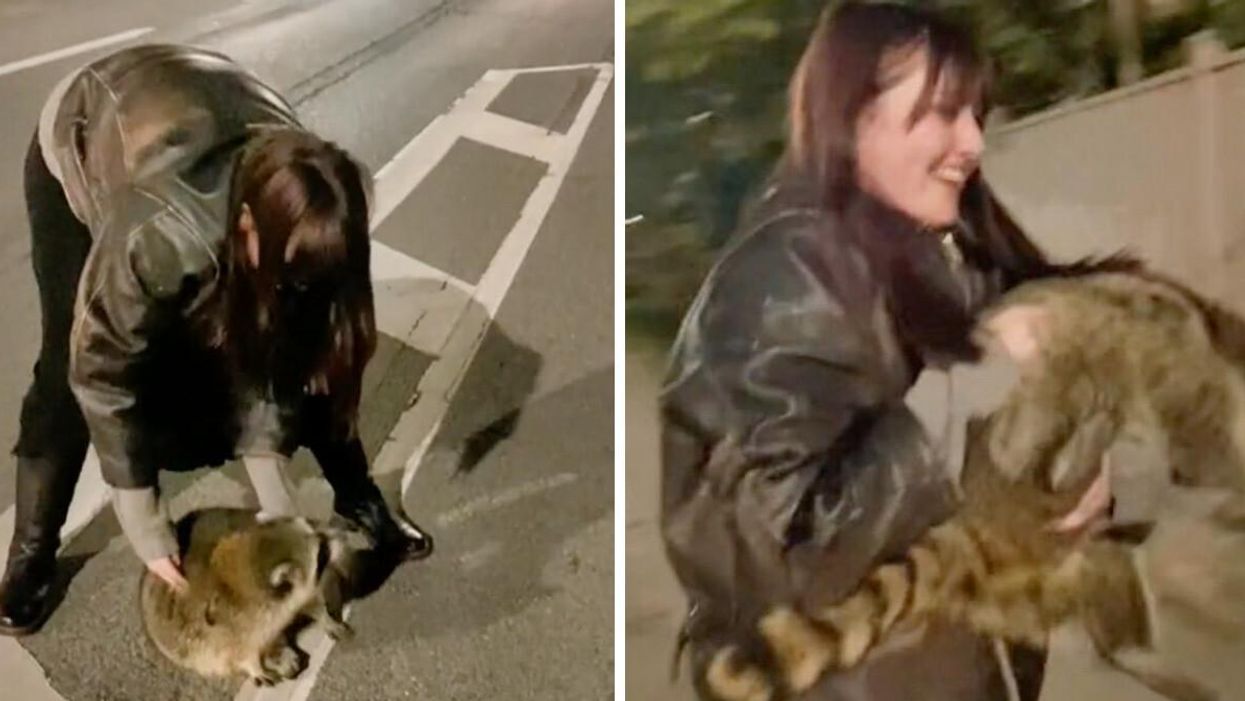A woman picking up a raccoon in Toronto, Ontario.
