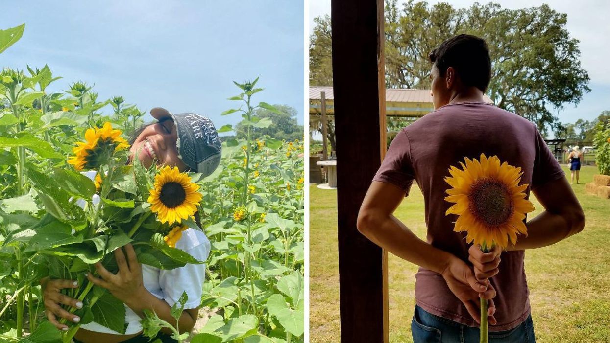A woman playing in the sunflower field. Right: A man holding a giant sunflower.