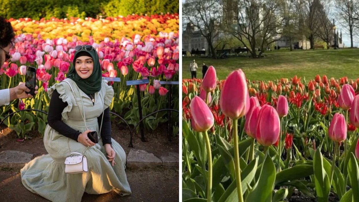 A woman poses beside many rows of pink tulips. Right: Tulips with the House of Commons in the background.