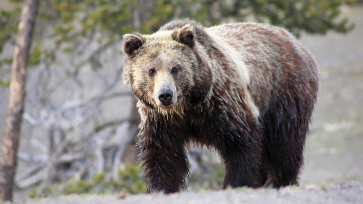 A Woman Refused To Move For A Charging Grizzly Bear In Yellowstone & Now She's Going To Jail