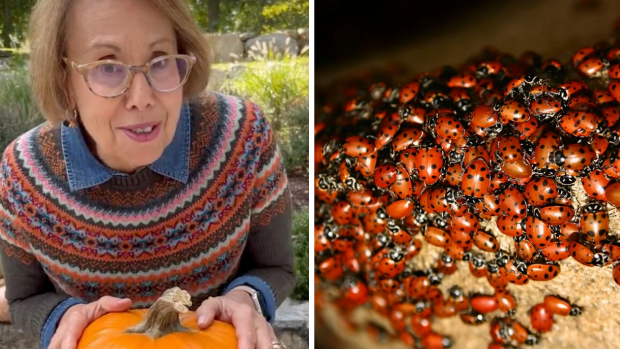 A woman's TikTok video about pumpkin carving hacks. Right: A swarm of ladybugs on a rock.