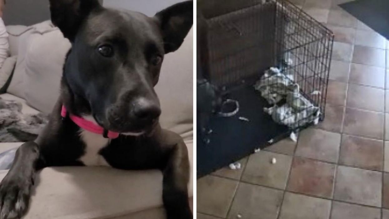 A Woman Says A 'Ghost' Took Her Dog's Collar Off & The TikTok Video Is Super Spooky