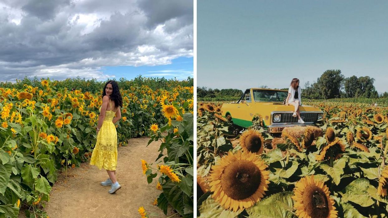 A woman standing in a sunflower field. Right: A woman sitting on a truck in a sunflower field.