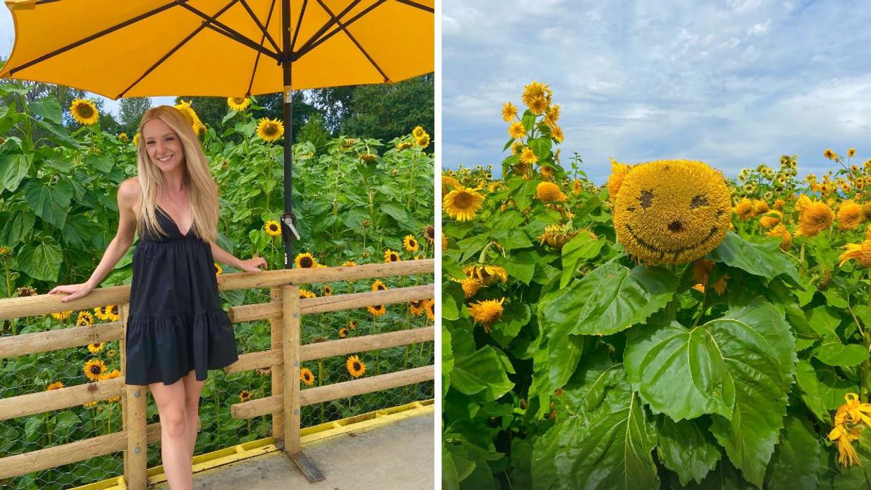 A woman standing next to sunflowers. Right: A sunflower field.