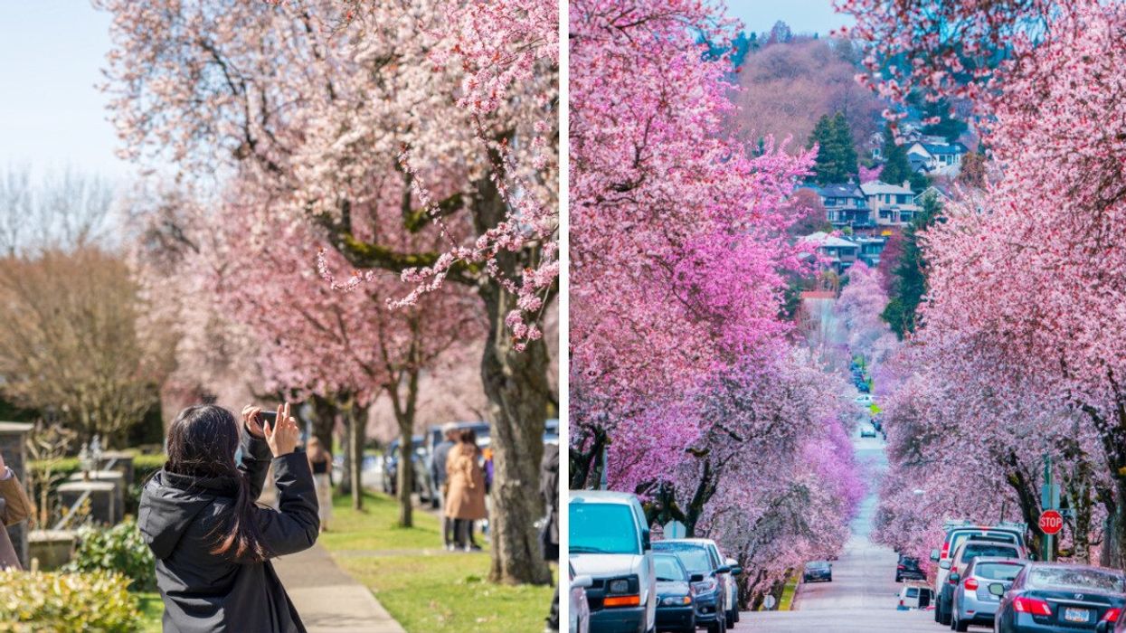 A woman taking a photo of pink cherry blossoms with her cellphone. Right: A street lined with cherry blossom trees.