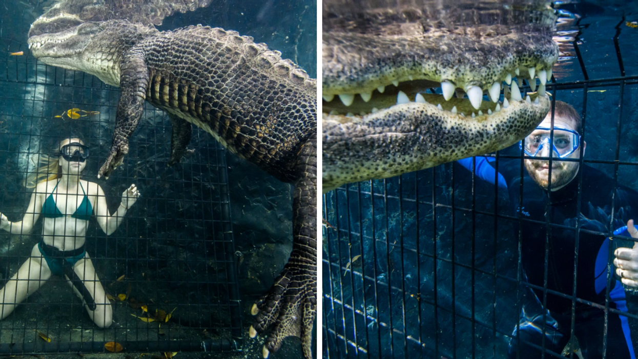 A woman underwater with the alligator. Right: A man near the alligator's face.