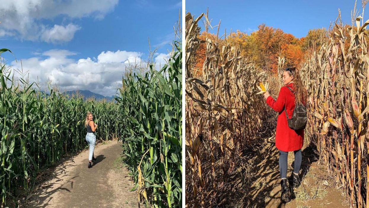 A woman walks through a corn maze in Chilliwack, B.C. Right: A woman stands in a corn maze in Quebec.