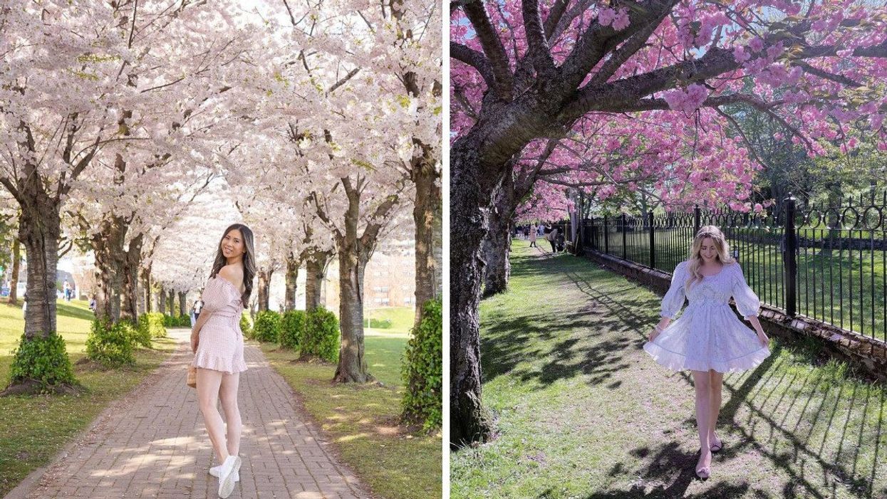 A woman walks under cherry blossoms in Ontario. Right: A woman under cherry blossoms in Nova Scotia.