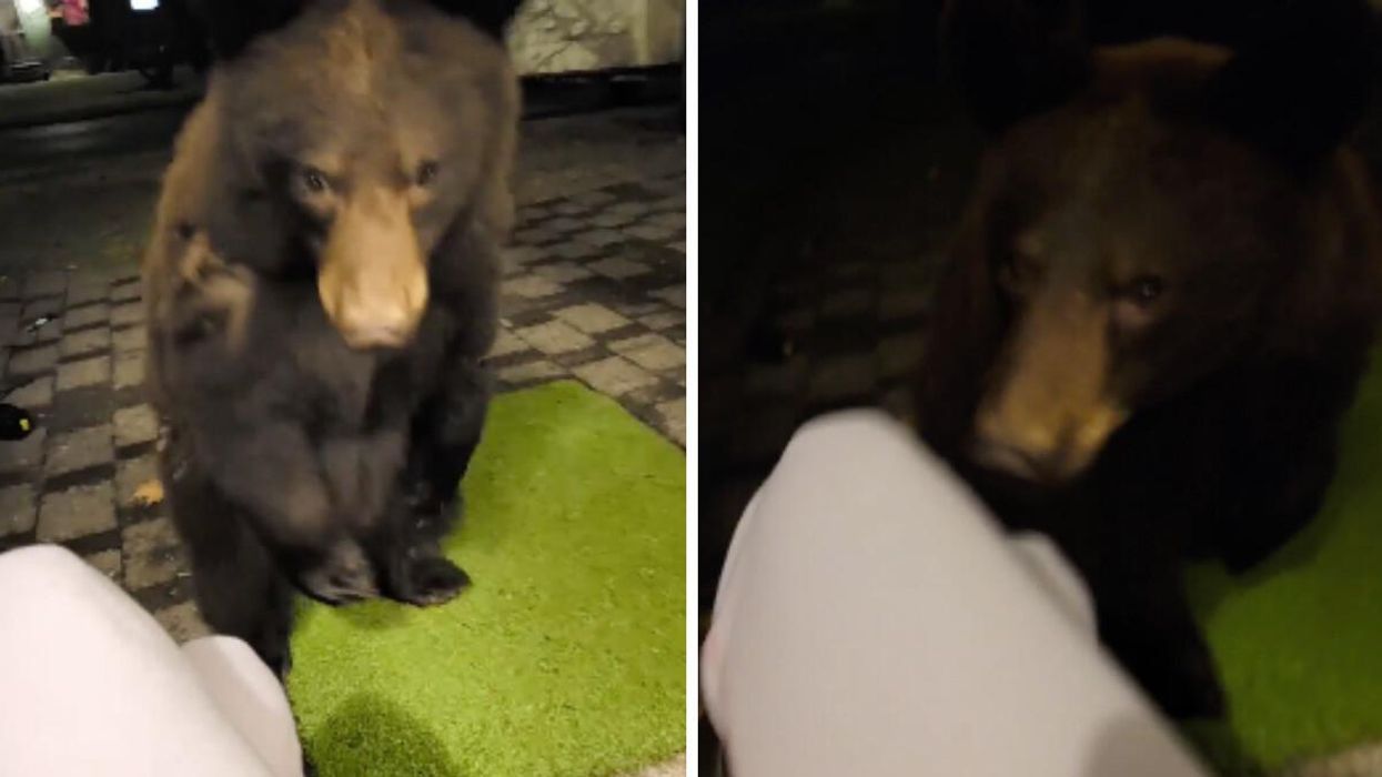 A Woman Was Sitting Outside Scrolling On TikTok When A Bear Came Up & Licked Her Hand