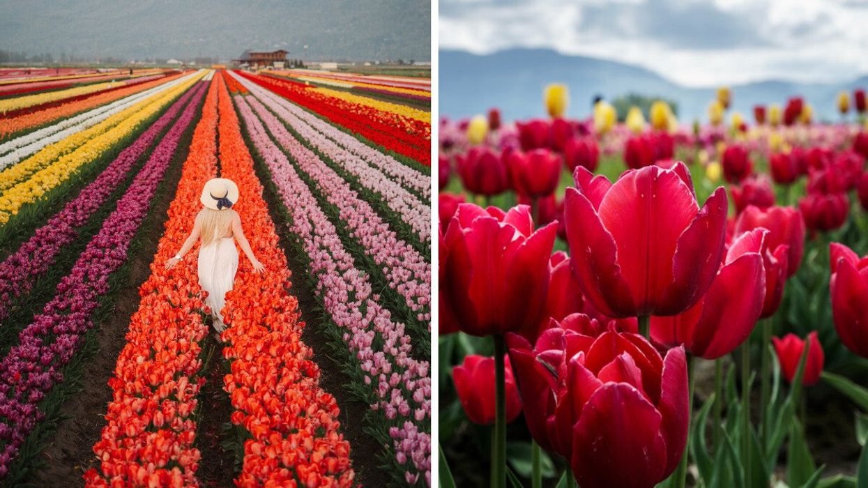 A woman with a sunhat walking through colourful fields of tulips. Right: Pink tulips in a field.