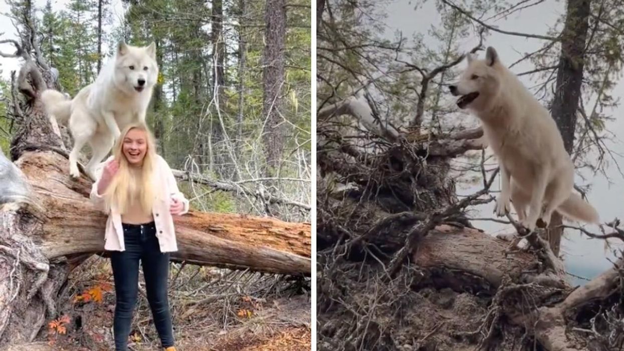 A woman with a wolf. Right: A wolf.