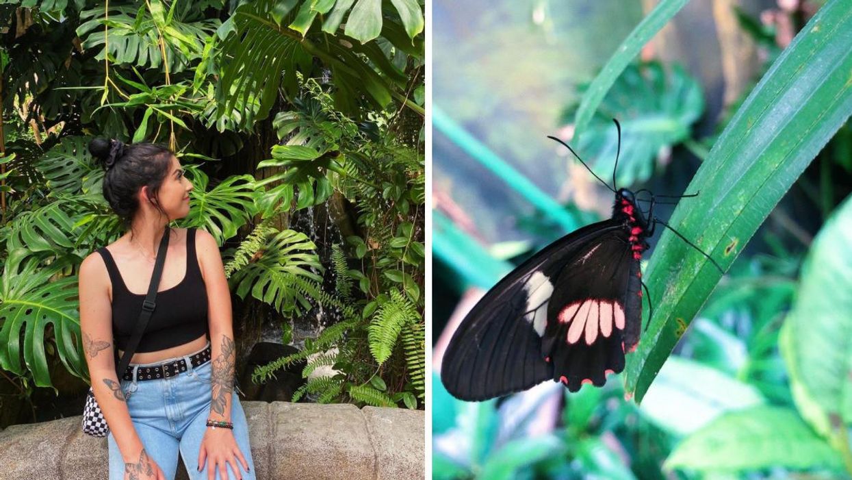 A woman with butterfly tattoos looking at butterflies. Right: A butterfly.