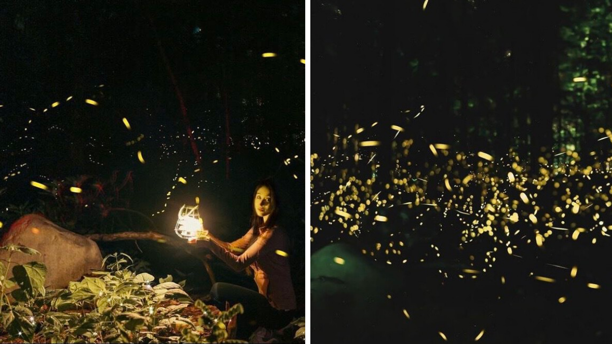 A woman with fireflies around her at Elkmont Campground. Right: The synchronous fireflies at Elkmont Campground.