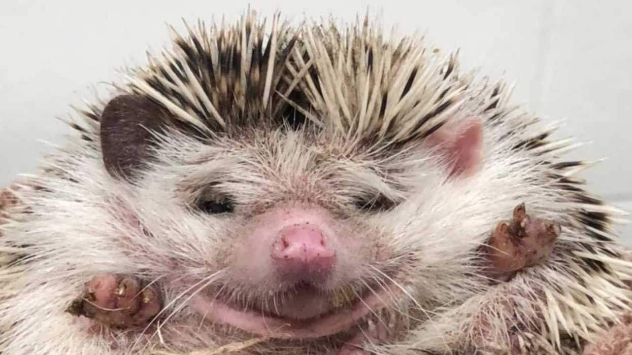 Abandoned Hedgehogs In Metro Vancouver Were Almost Eaten By A Crow & There Could Be More