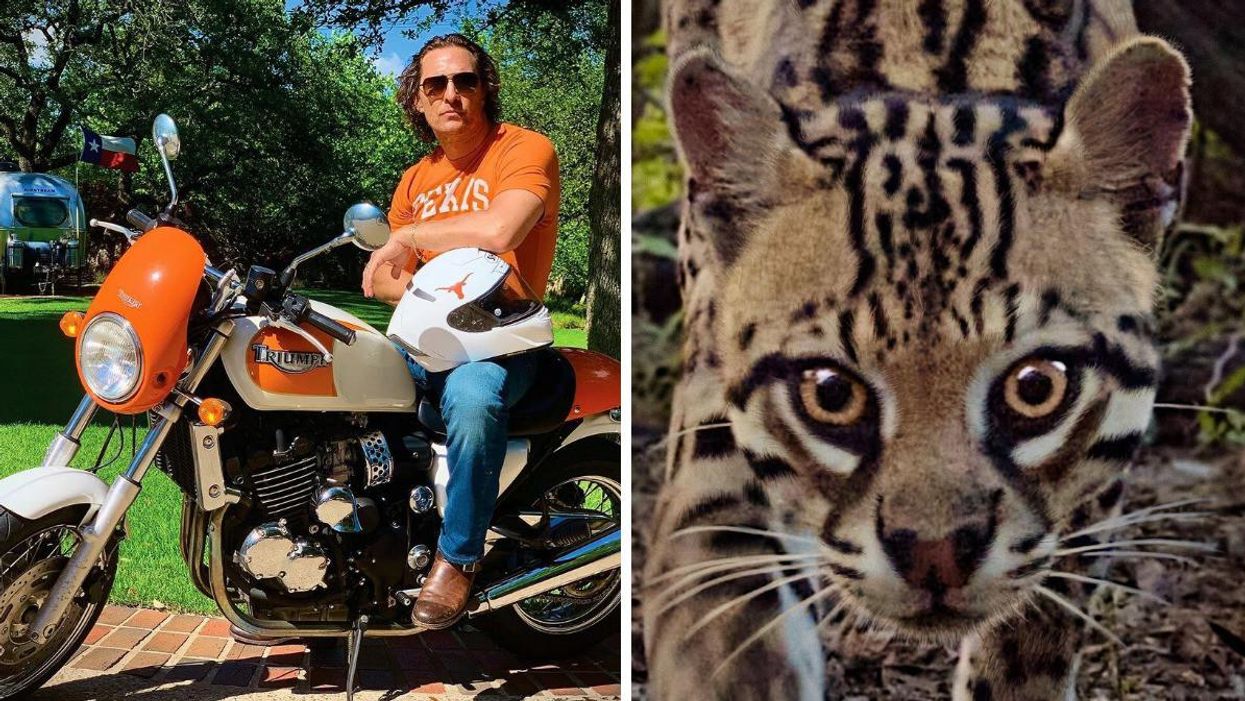 Actor Matthew McConaughey on a motorcycle. Right: A specimen from a species of Margay in Texas.