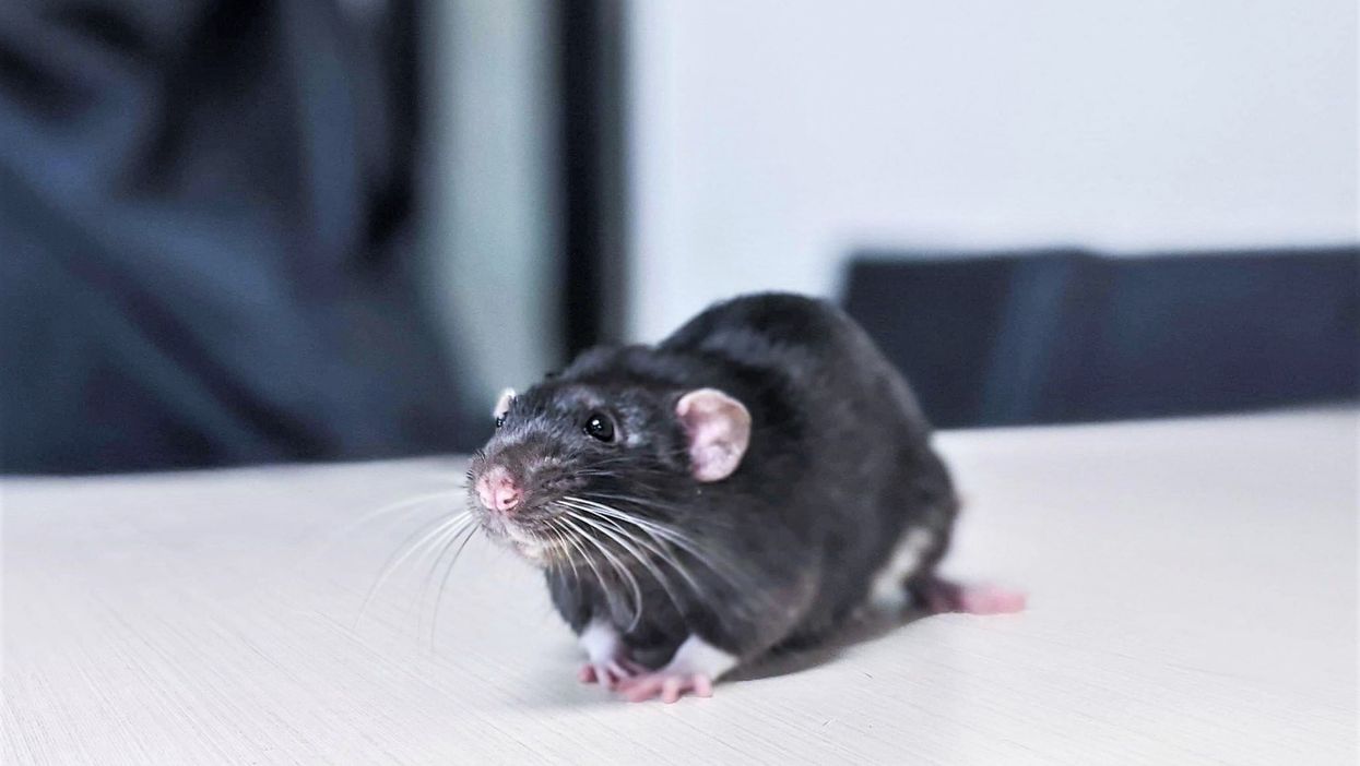 Adoption d'animaux : la SPCA recherche des familles d'accueil pour 43 adorables rats