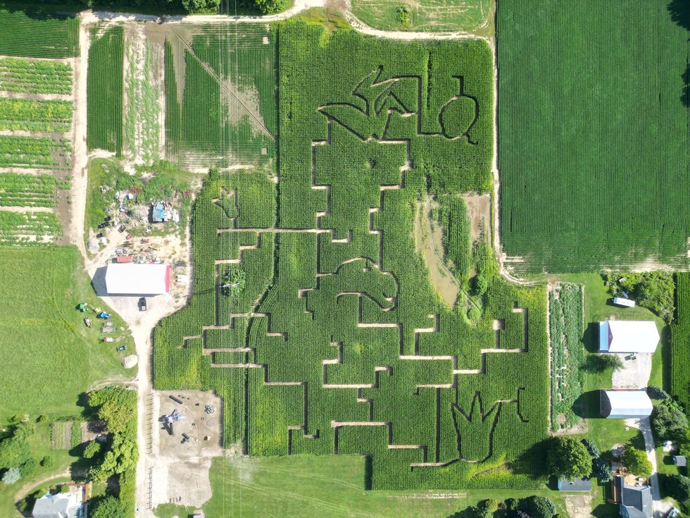 Aerial view of a 'Jurassic Park' corn maze