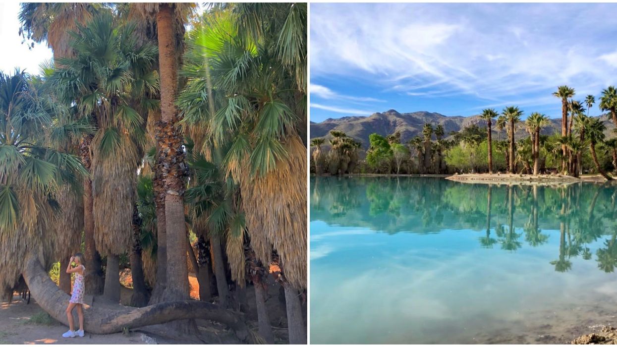 Agua Caliente Park In Tucson Is Like A Hidden Jungle Oasis In The Desert