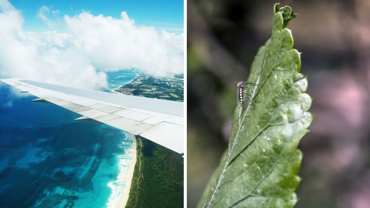 Aile d'un avion au-dessus de la République dominicaine. Droite : Un moustique sur une feuille.