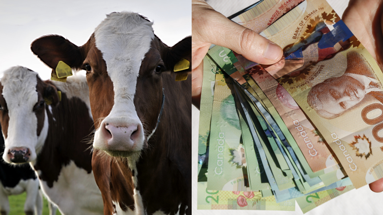 Alberta Lottery Gives This Winner The Choice Between $50k Or A Bunch Of Cows