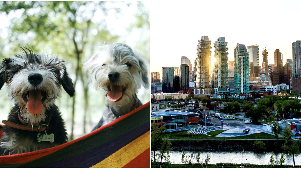 Alberta's Favourite Dogs Were Just Named & So Many Are Tiny