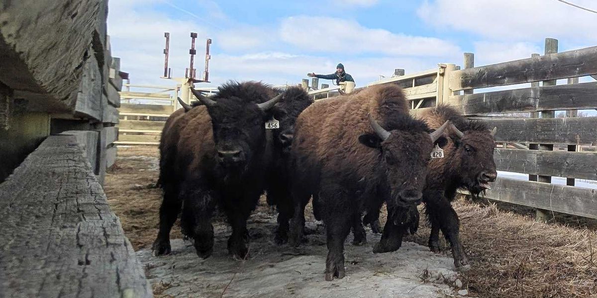 Alberta wood bison safely relocated to Alaska Alberta wood bison safely relocated to Alaska