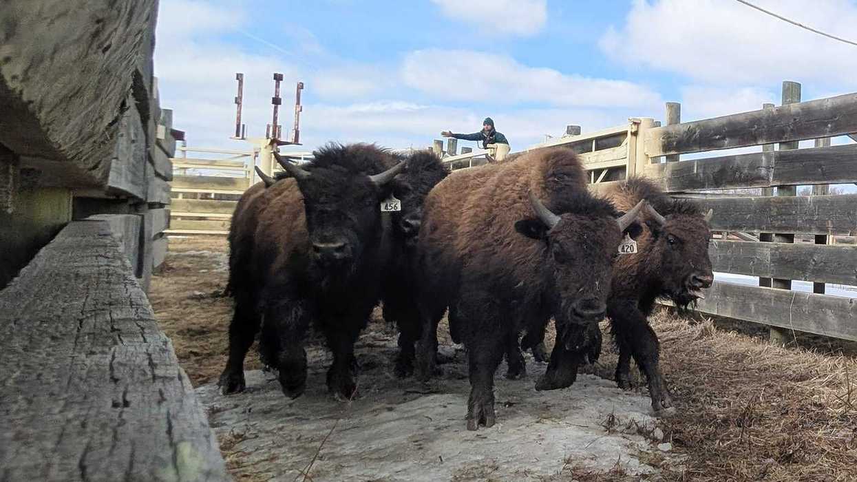 Alberta wood bison safely relocated to Alaska