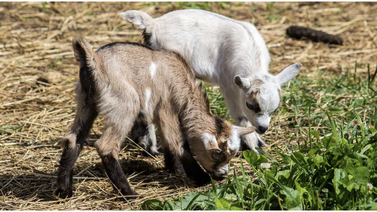 Albertan Military Base Wants Goats & Sheep To Help Fight Weeds