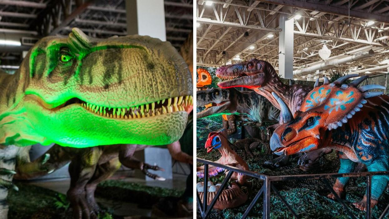 Albertosaurus at Jurassic Quest. Right: Colourful dinosaurs at Jurassic Quest.
