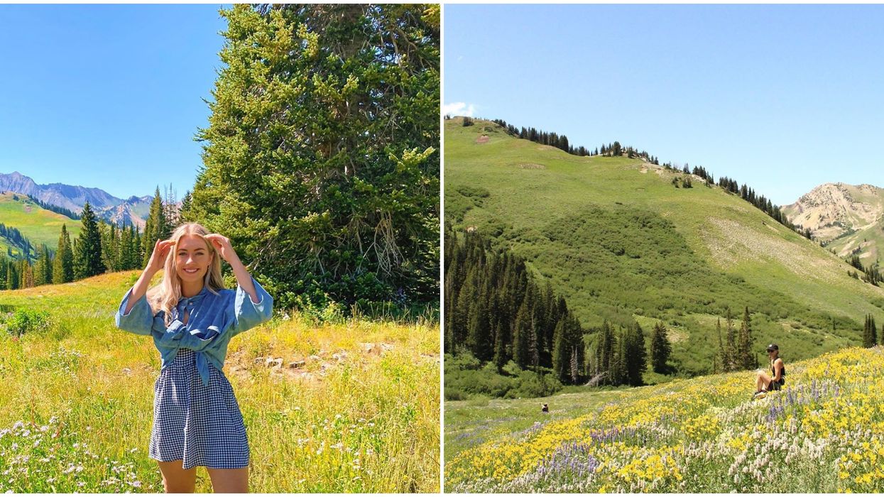Albion Basin In Utah Is In Full Bloom Right Now & It's A Technicolor Paradise