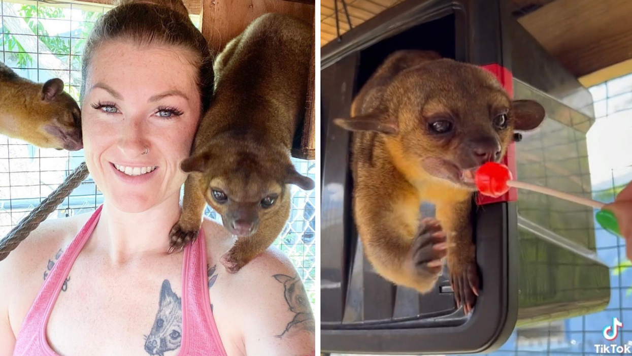 Alexandra Ashe surrounded by two Kinkajous. Right: A kinkajou eating a lollipop.