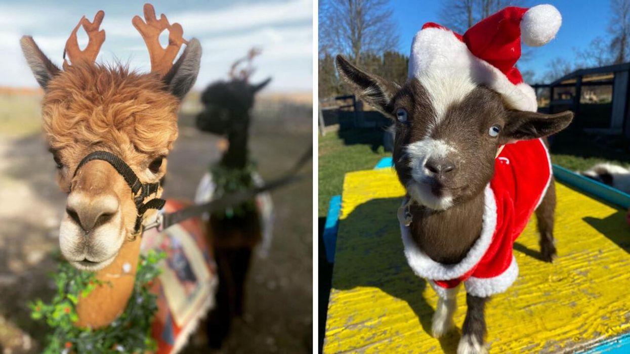 Alpaca dressed as a reindeer. Right: A goat dressed as Santa.