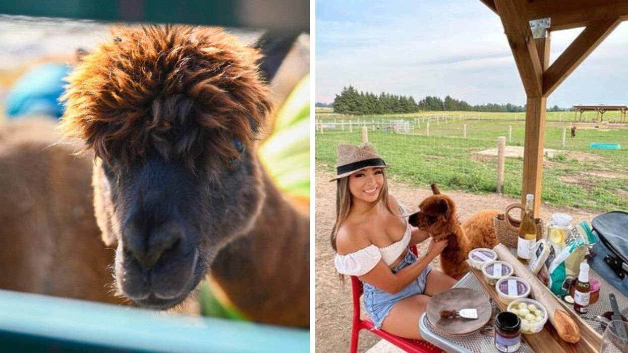 Alpaca. Right: Woman having a picnic with an alpaca.
