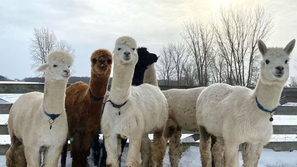 alpagas à la ferme casa d'alpagas en Montérégie